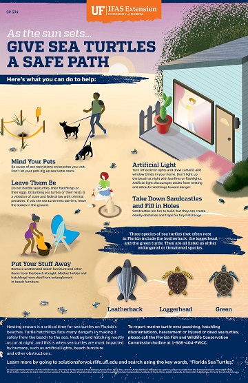 Sea Turtle Nesting Poster