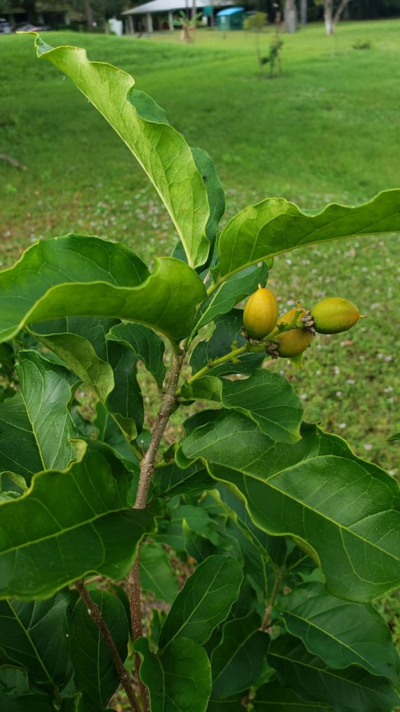 Growing Peanut Butter Fruit in Florida UF/IFAS Extension St. Lucie County