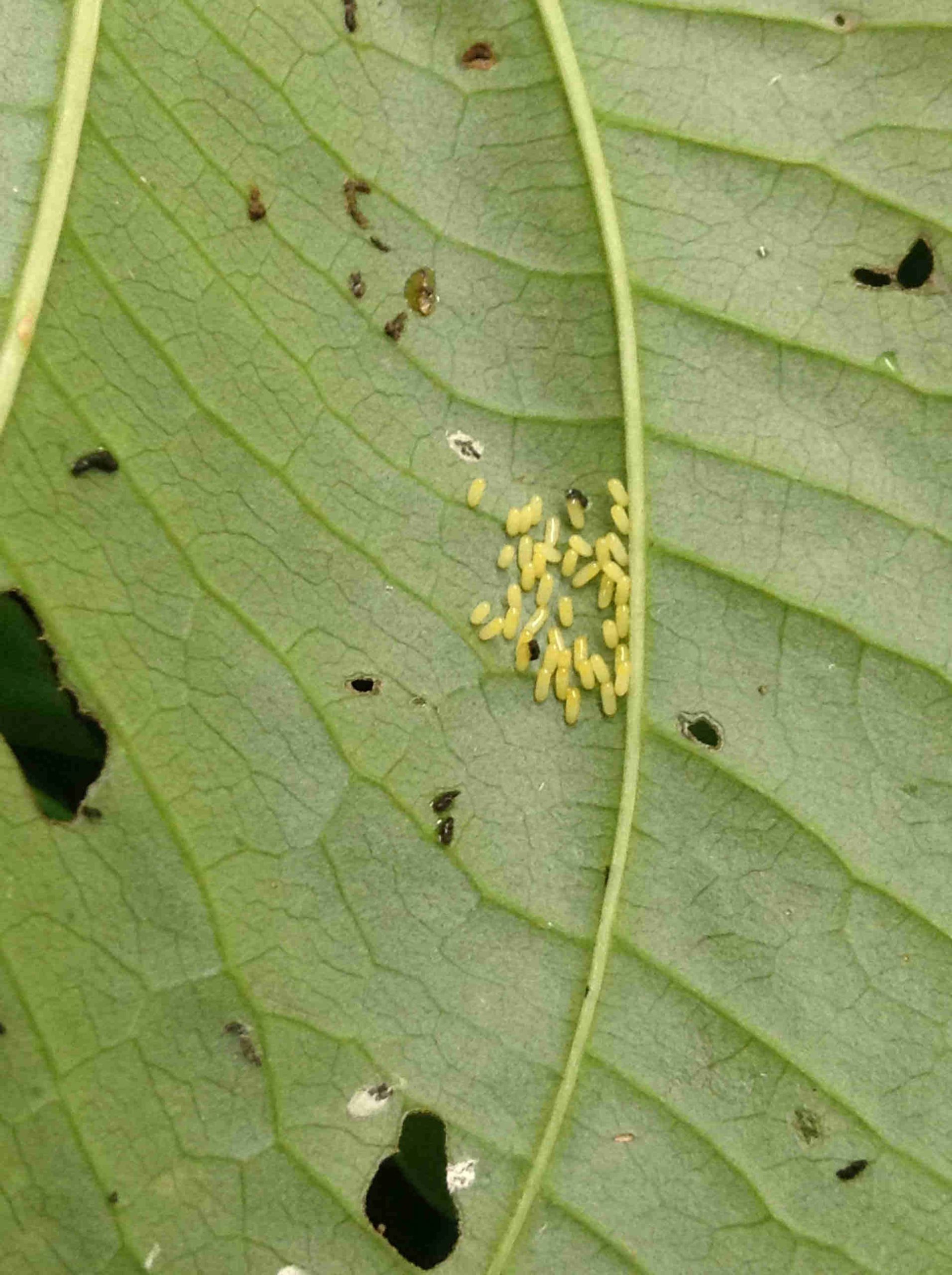 Air Potato Leaf Beetle Eggs