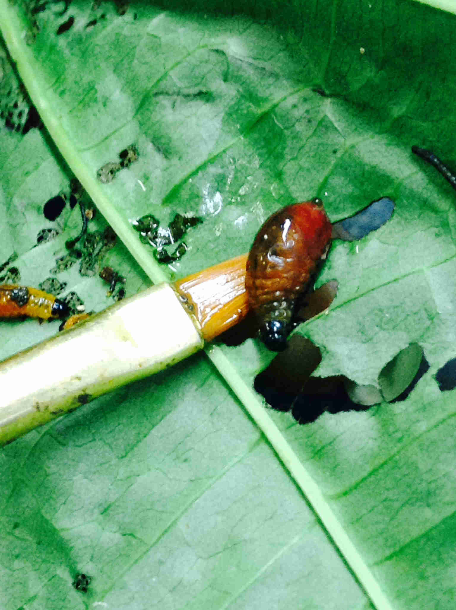 Air Potato Leaf Beetle Larva