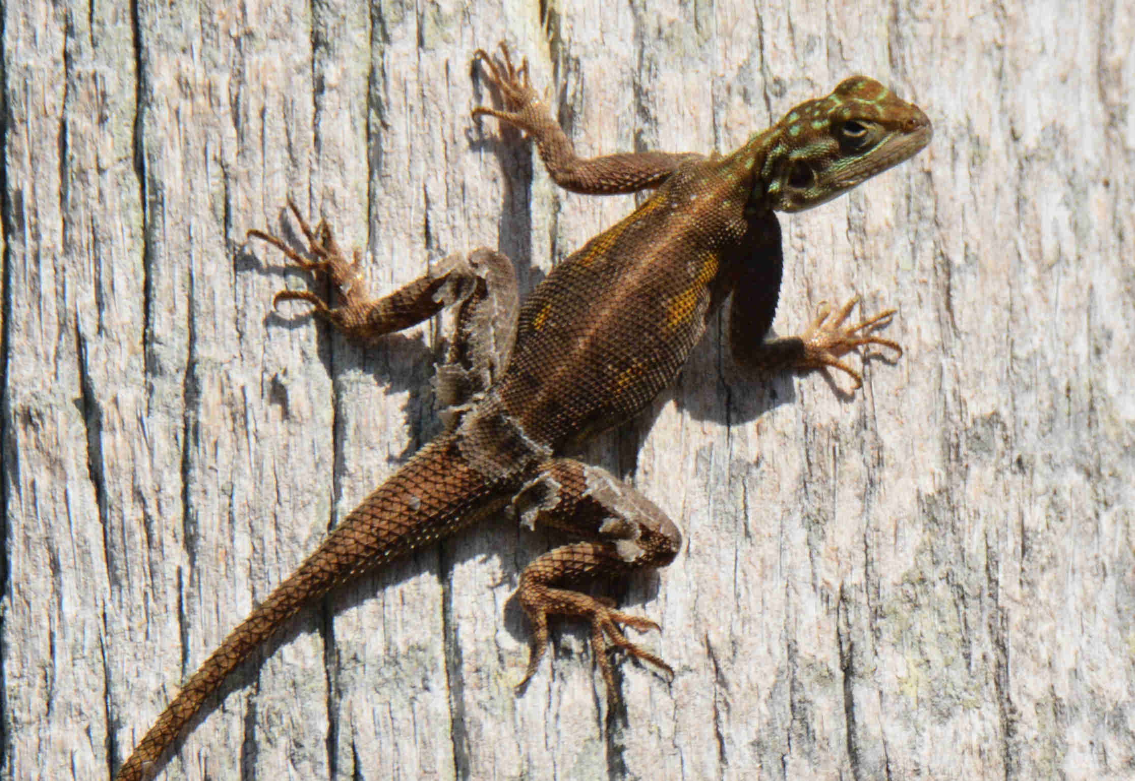 Female Adult Peters's Rock Agama