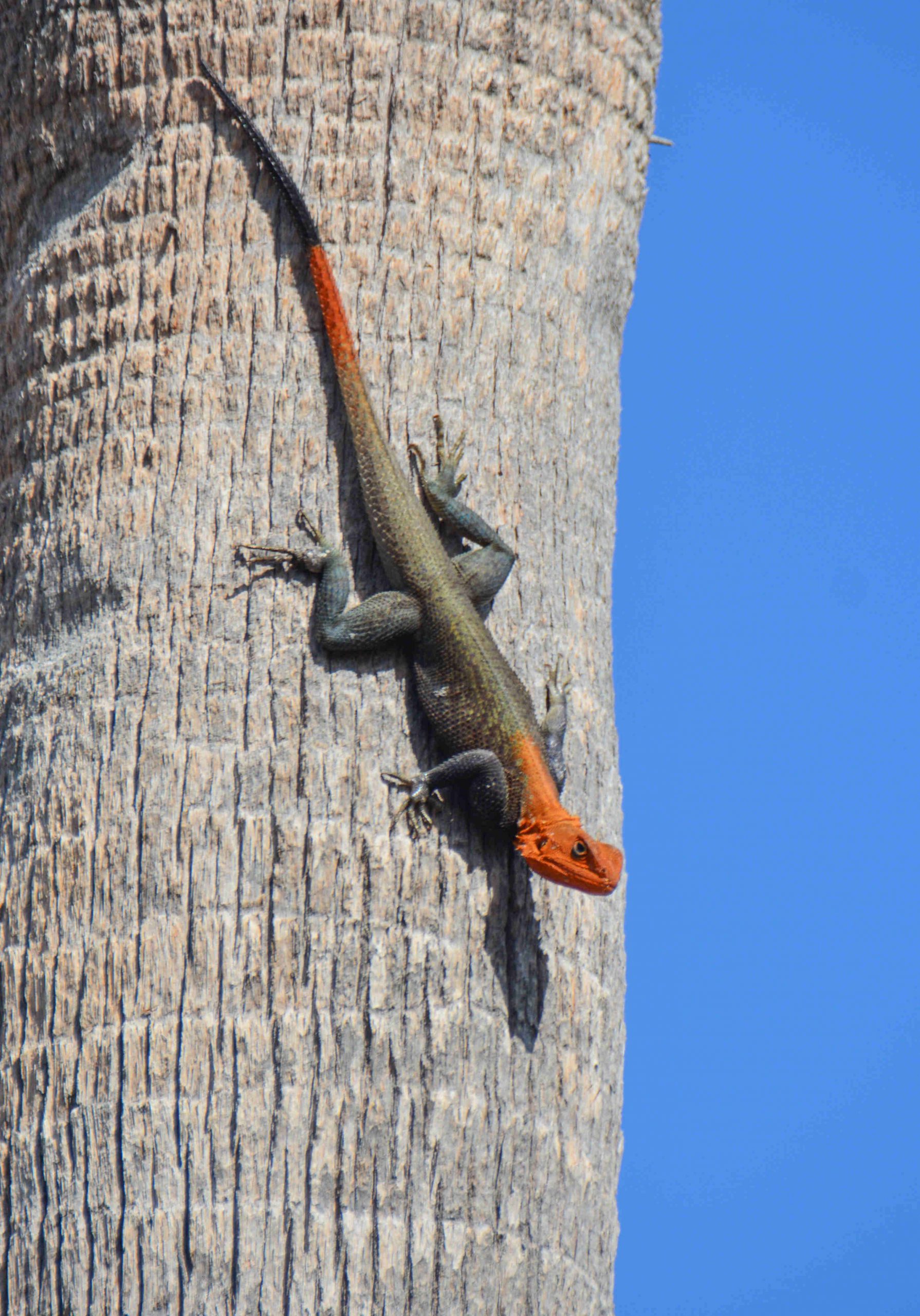 Male Peters's Rock Agama