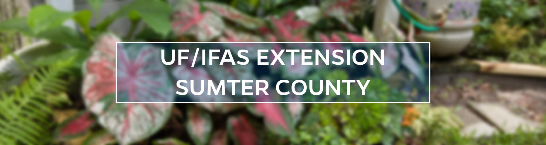 UF/IFAS Extension Sumter County