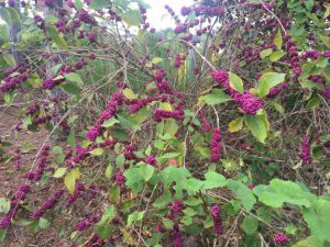 shrub with purple berries