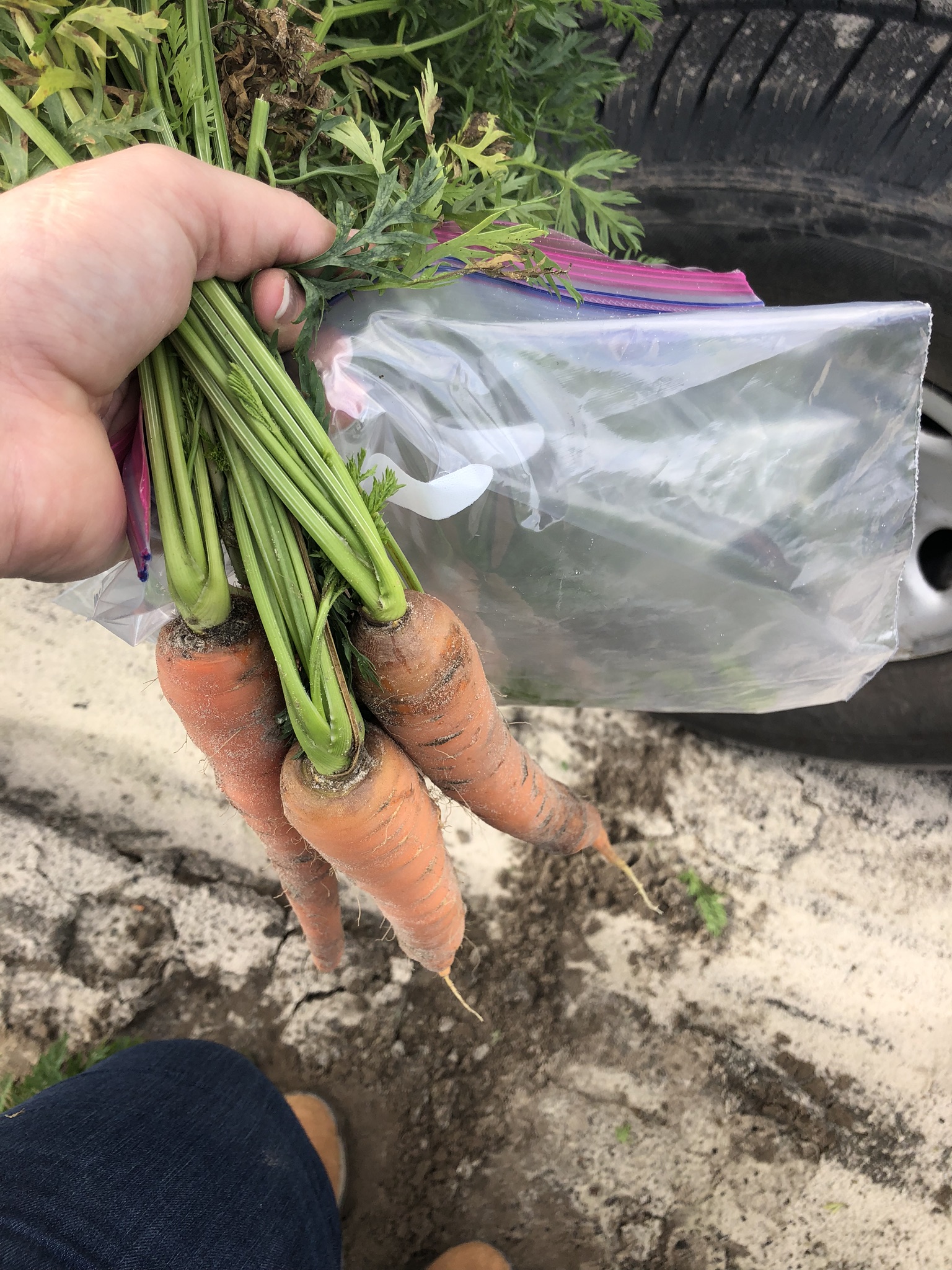 Topic Tuesday Alternaria Leaf Blight on Carrots UF/IFAS