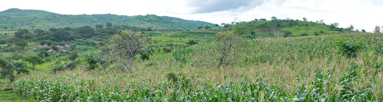 cultivated field with hills in background, photo credit T. Samson/CIMMYT
