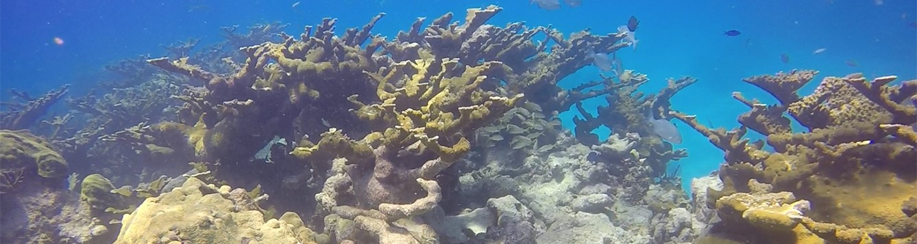 Acropora coral in FL Keys