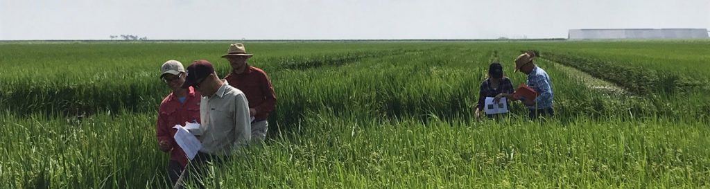 florida-rice-growers-training-and-field-day-uf-ifas-soil-and-water