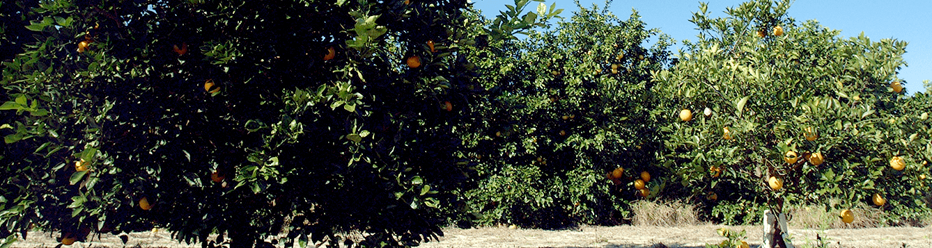 citrus trees at UF/IFAS Citrus Research and Education Center