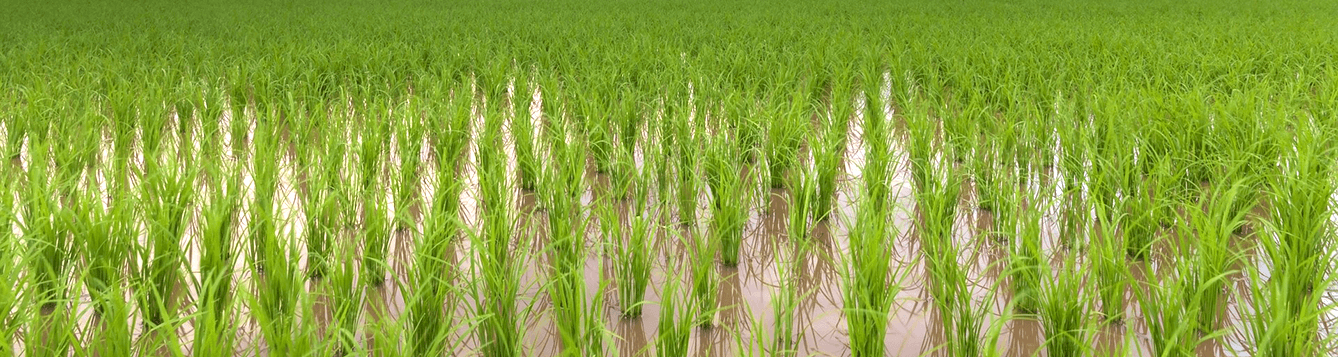 rice field with young rice plants growing