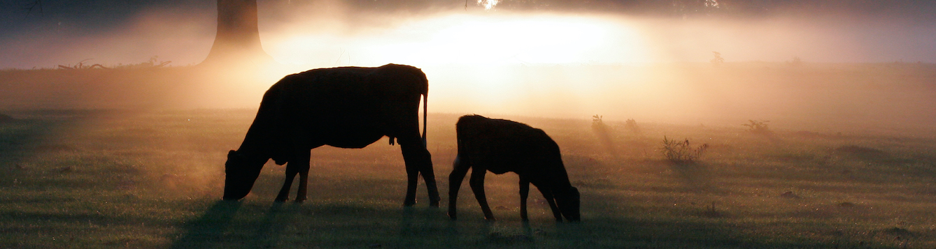 cattle grazing at sunrise