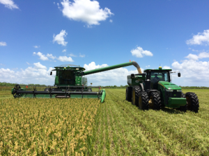rice being harvested in Florida