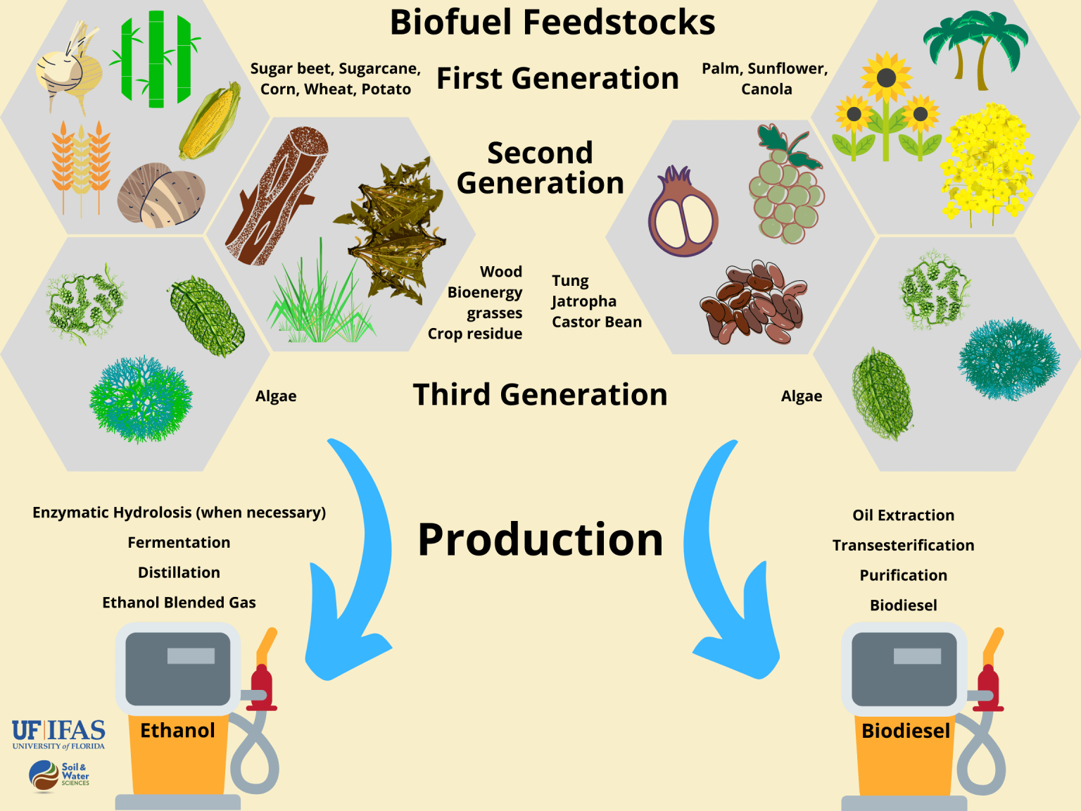 Renewable Biofuel Production From Biomass A Review For Biomass My XXX 