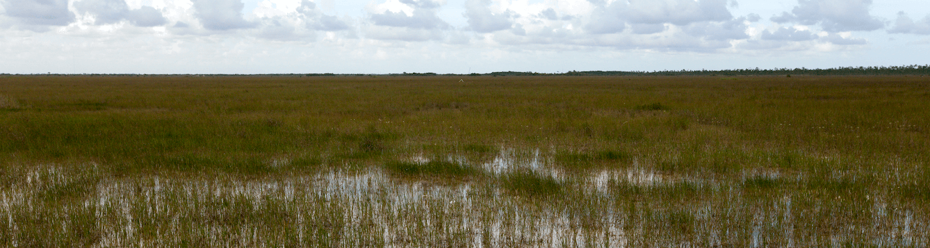 wide angled view of Florida Everglades