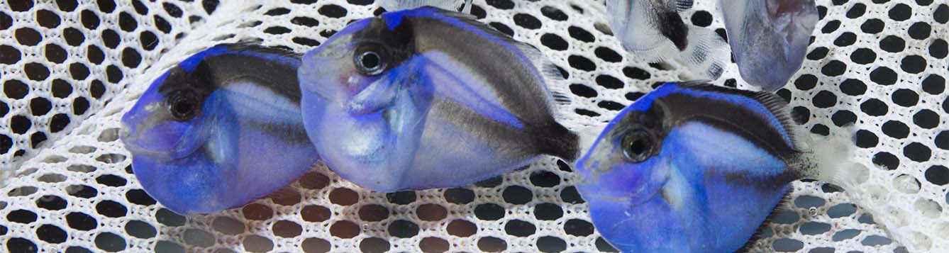 Juvenile blue tangs