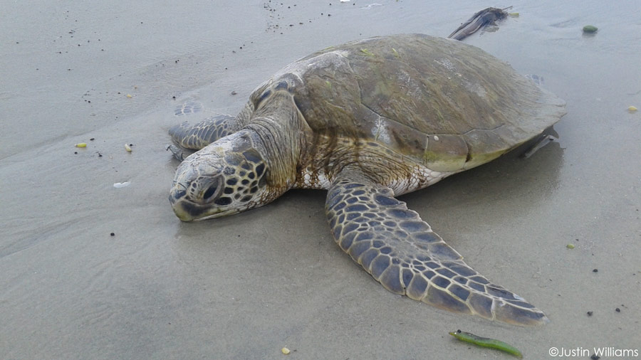 cold stunned sea turtle washed up on shore