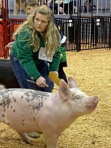 Liz Newman Showing her hog in a swine show