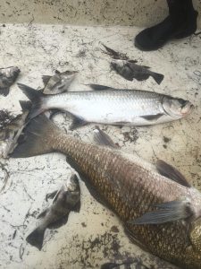 a tarpon and a redfish collected during FIM sampling