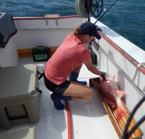 measuring a red snapper on an offshore trip