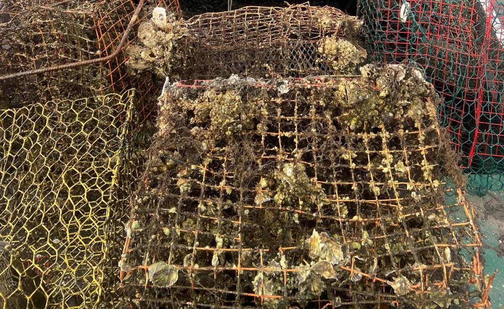derelict crab trap covered with marine organisms
