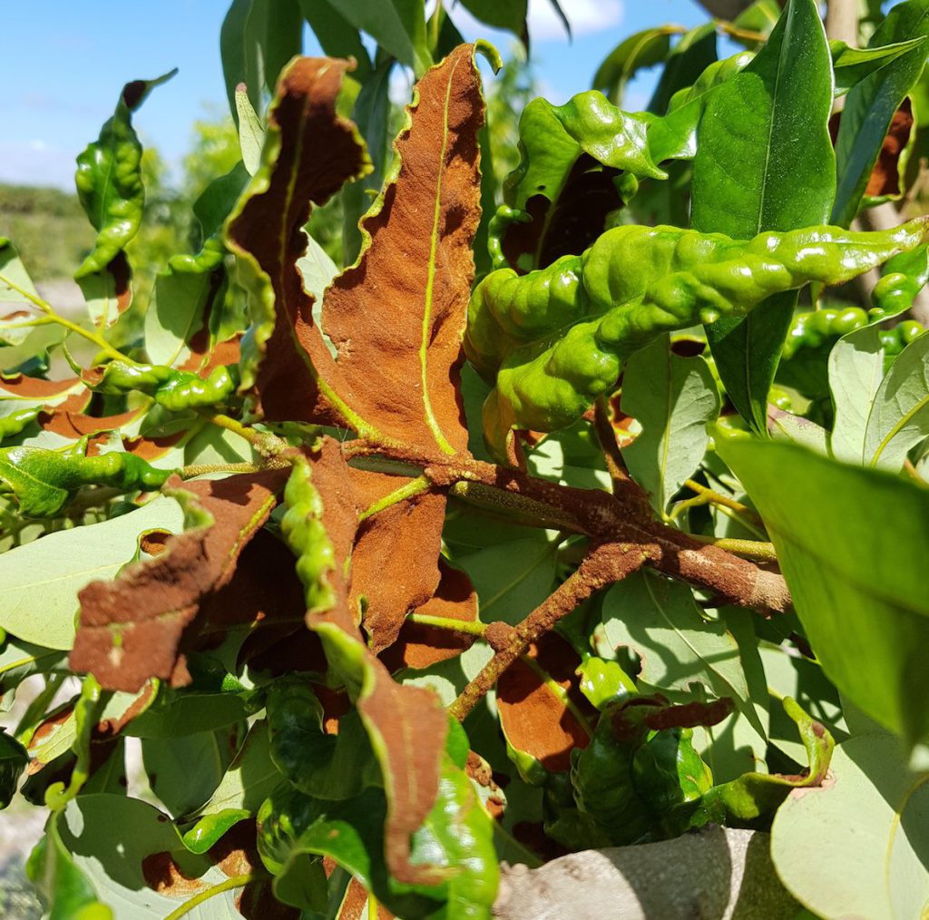 New Serious Pest of Lychee Trees Found in Florida UF/IFAS Tropical