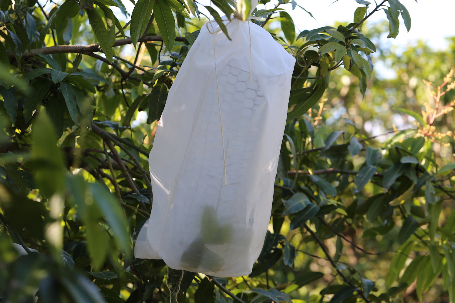 Mango Pollination UF/IFAS Tropical Research and Education Center