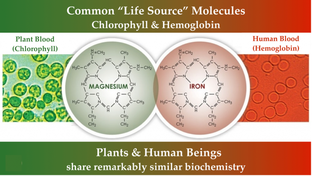 Diagram showing chlorophyll and hemoglobin differ by single element