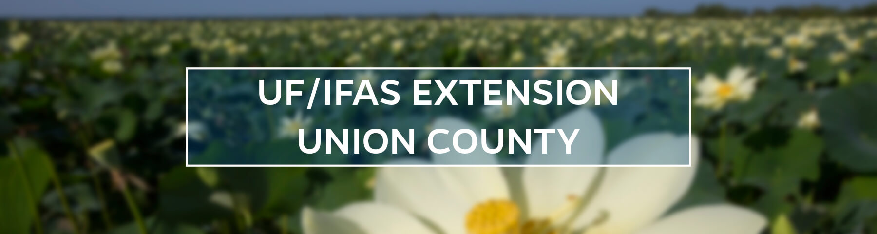 UF/IFAS Extension Union County