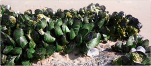 green mussels on the beach