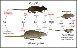 difference between roof rat and norway rats