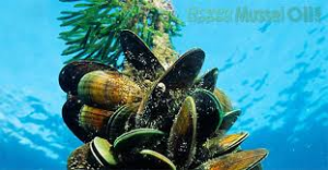 green mussels growing on a rope in the ocean