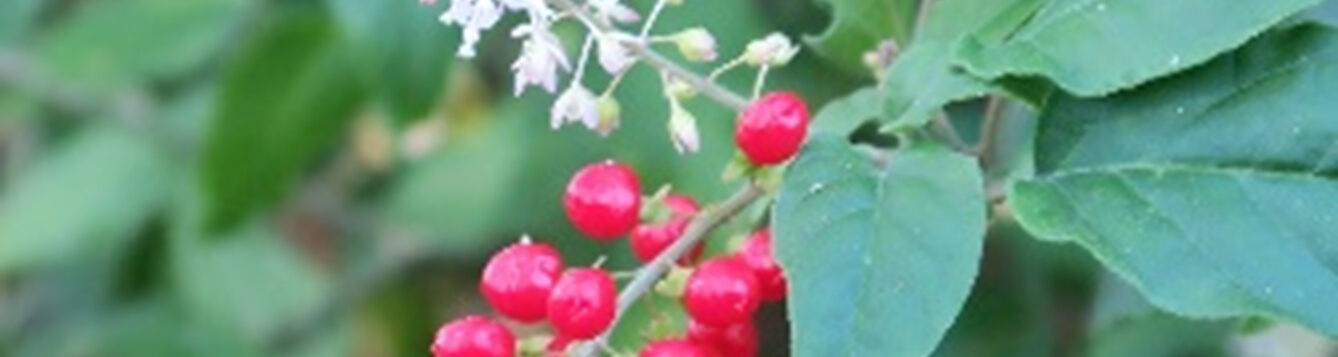 Picture of a rouge plant berries and flowers.