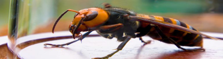 Murder Hornet What S All The Buzz Uf Ifas Extension Volusia County