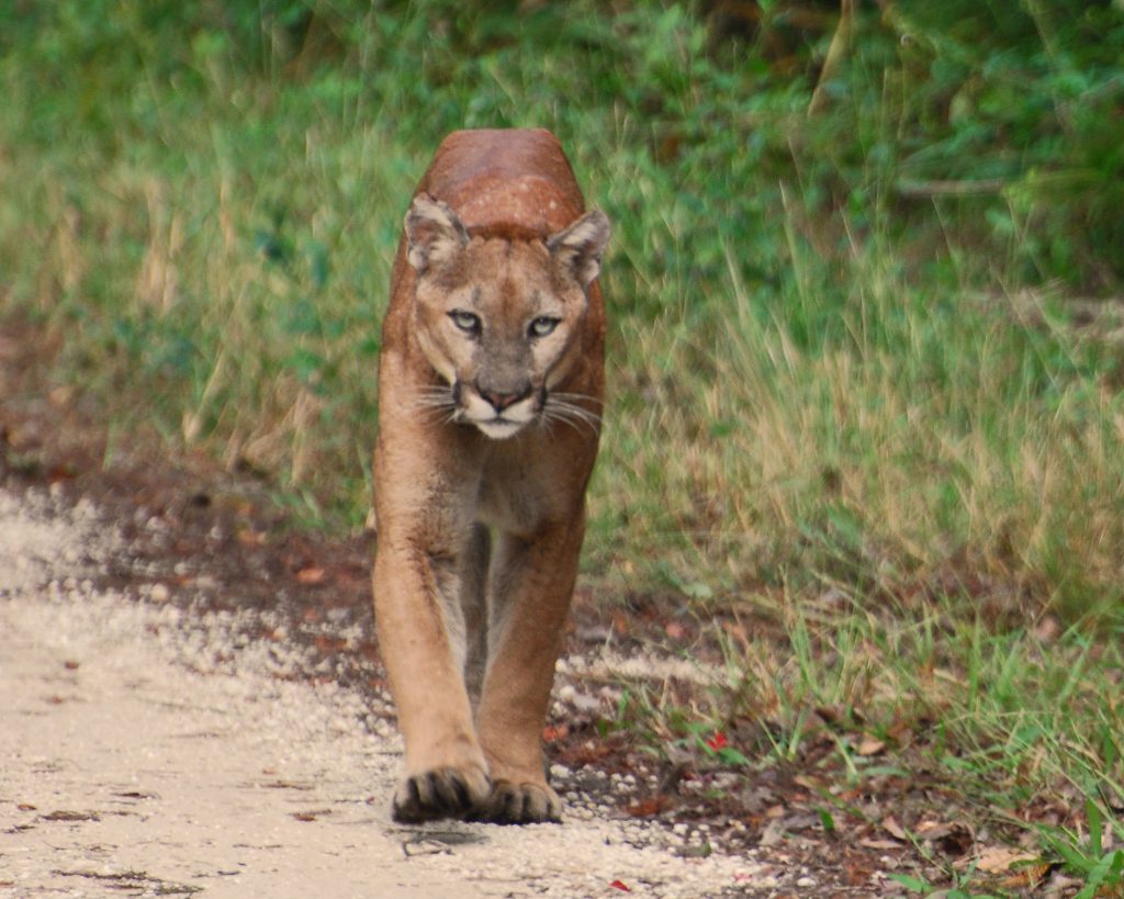 Florida Panthers are Said to Roam North Florida UF/IFAS Extension