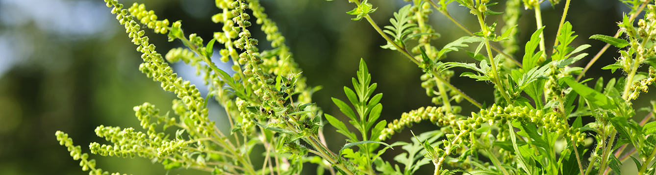 Allergy Sufferers: Get Ready For Ragweed - UF/IFAS Extension Wakulla County