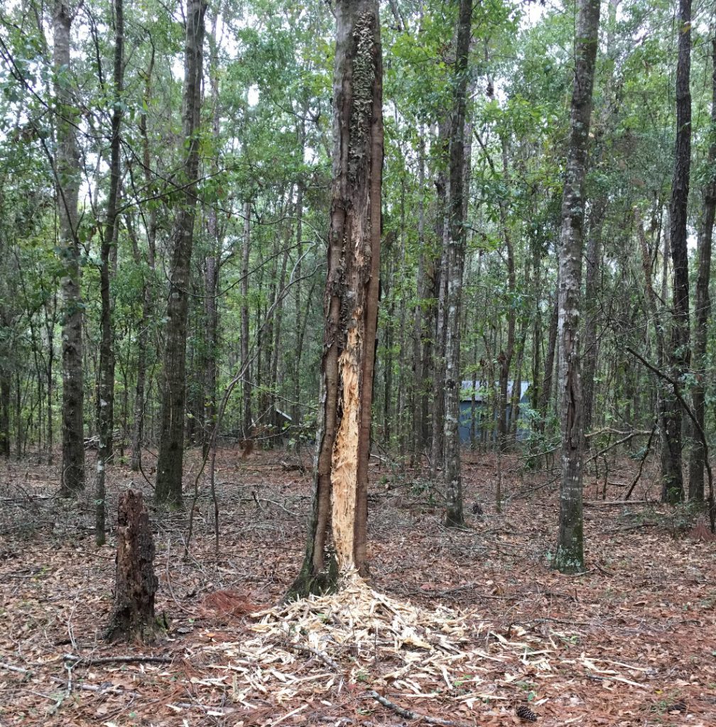 Woodpeckers Dead Tree Damage