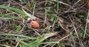 Crescimento de stinkhorn