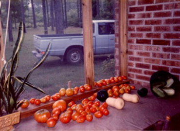 Tomatoes from my Wakulla Garden