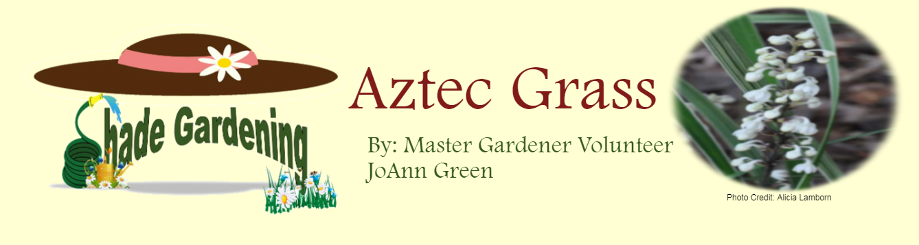 Aztec Grass June 2020