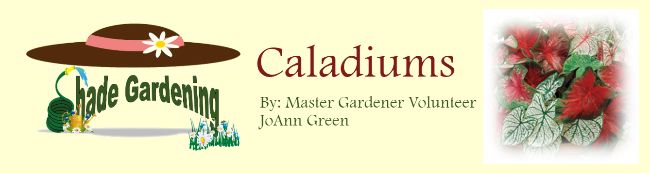 Shady Garden Caladiums May 2020