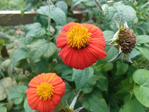 Mexican Sunflower 1