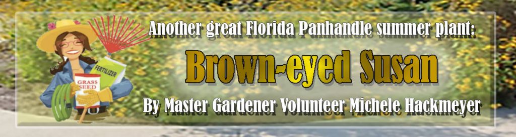 Master Gardener: Brown-eyed Susan article banner