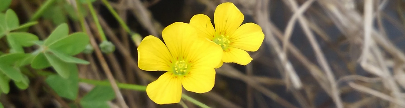 yellow woodsorrel flower