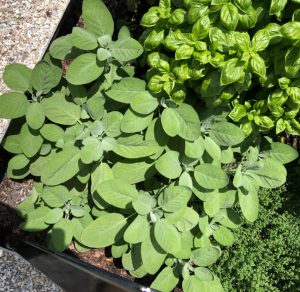 Sage and Basil in the garden, ready for preservation ! Image Credit Matthew Orwat, UF / IFAS Extension Washington County 