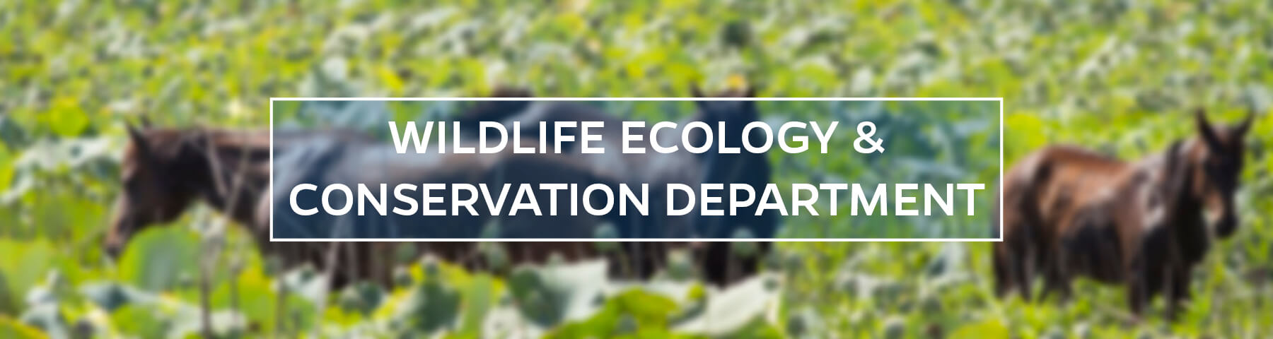  UF/IFAS Wildlife Ecology and Conservation Department