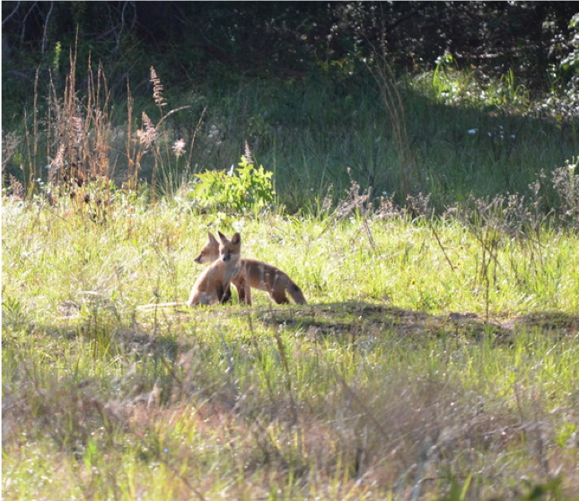 Alachua County Residents to Citizen Scientists for the