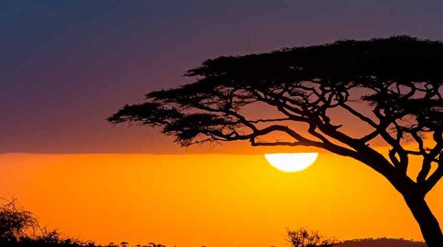 The sunset on an African savannah silouettes a tree. The sky is the darkest blue with a broad rich stripe of orange