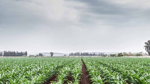 A vibrant field of crops rests under a stormy sky