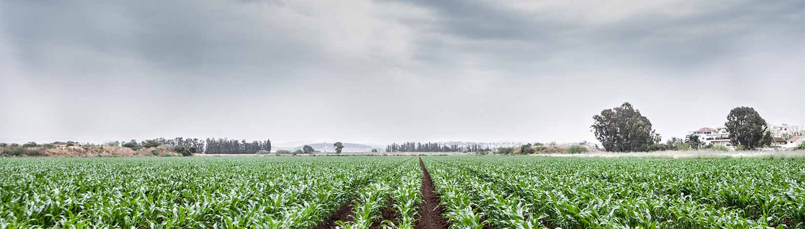 A vibrant field of crops rests under a stormy sky