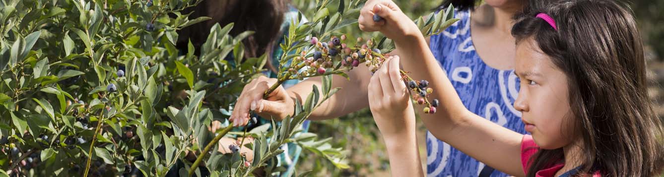 Young girl examines blueberries on a bush at an agritourism u-pick operation